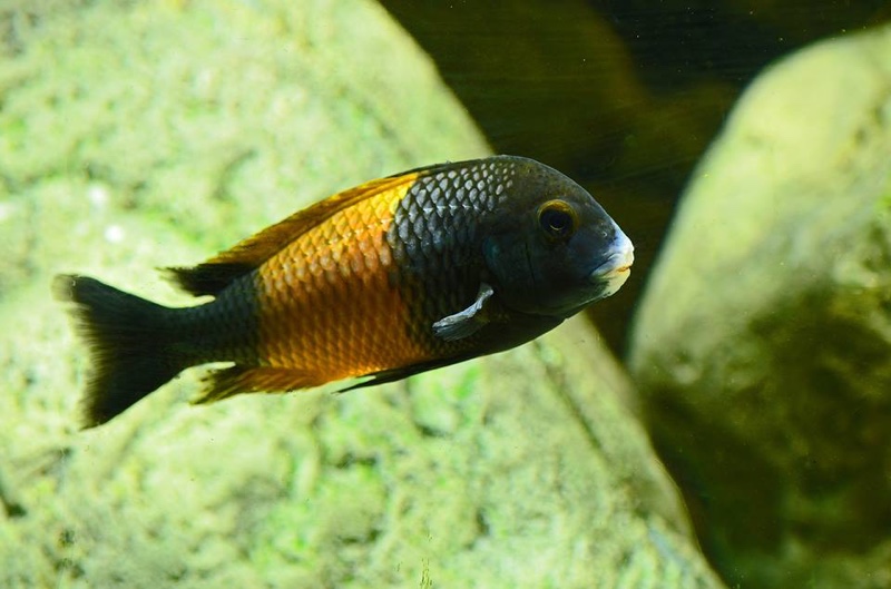 Tropheus sp. 'black' Bemba